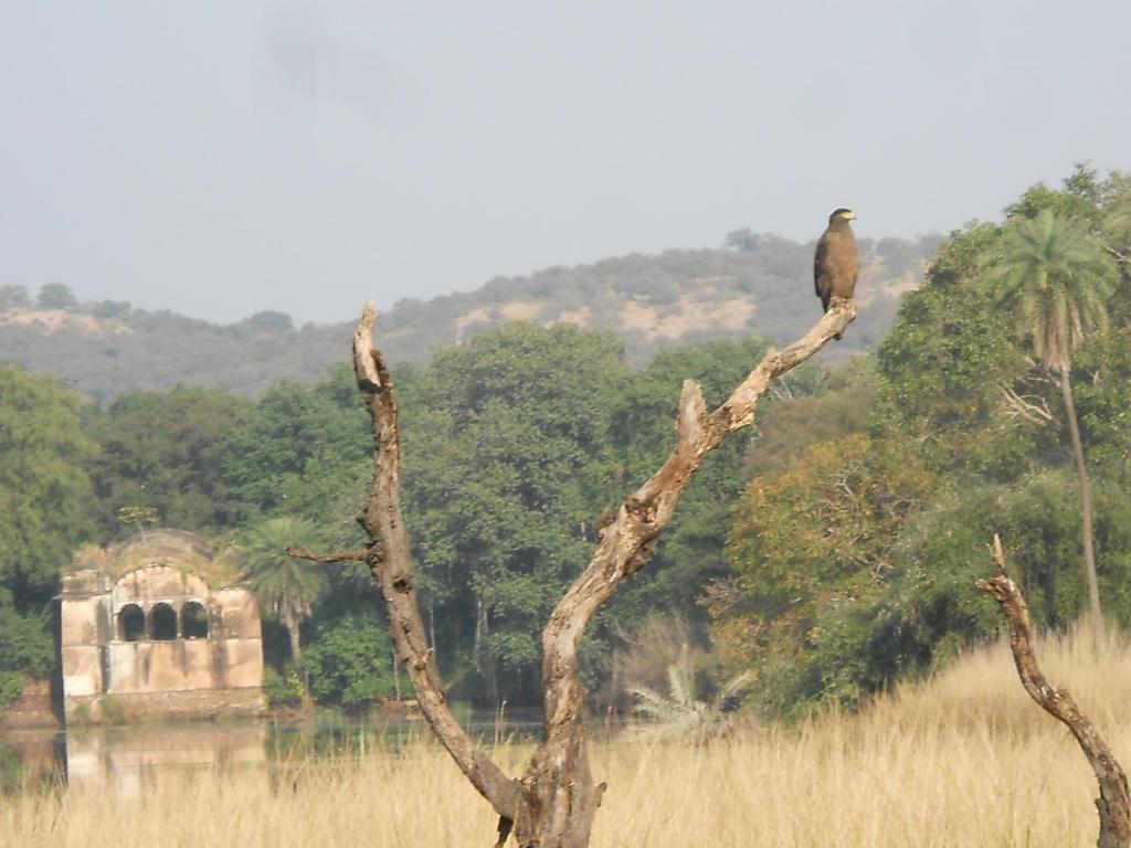 Green View Bed and Breakfast Sawai Madhopur Buitenkant foto