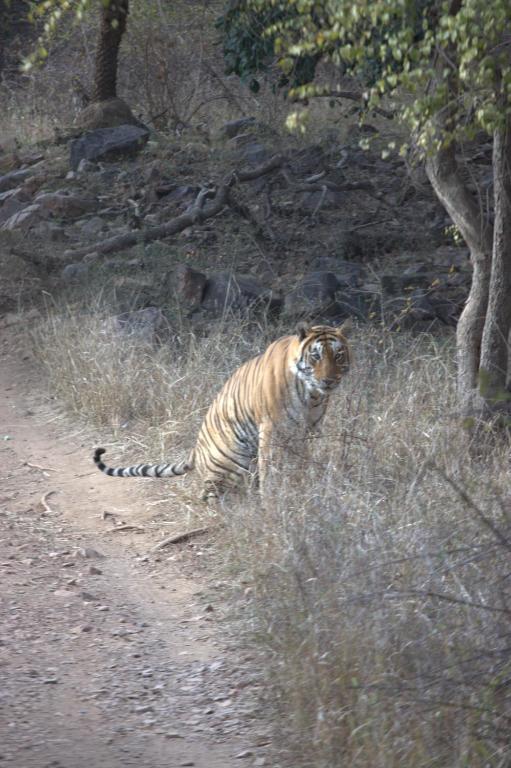 Green View Bed and Breakfast Sawai Madhopur Buitenkant foto