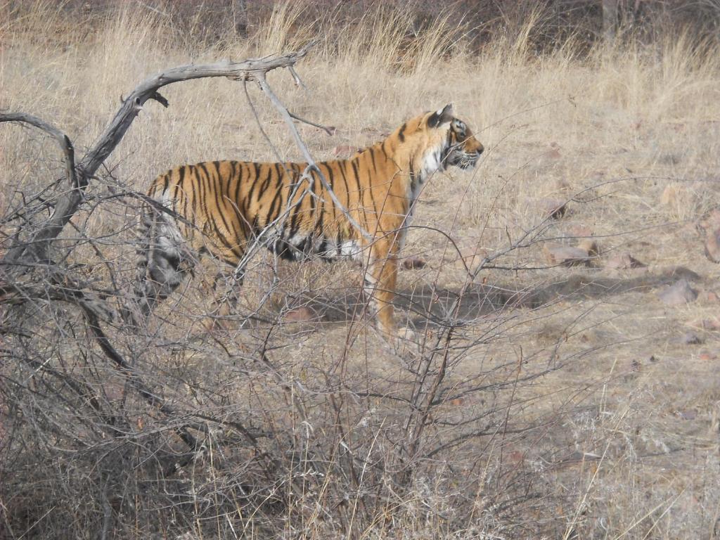 Green View Bed and Breakfast Sawai Madhopur Buitenkant foto