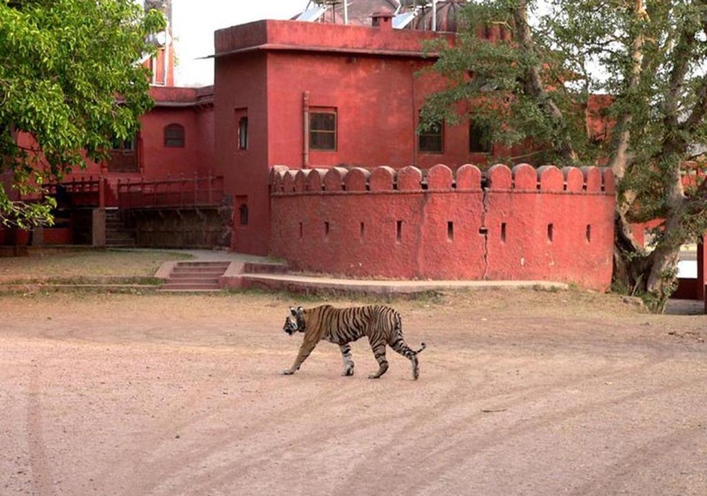 Green View Bed and Breakfast Sawai Madhopur Buitenkant foto